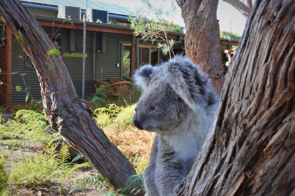 Kangaroo Island Wilderness Retreat فليندرز تشيس المظهر الخارجي الصورة