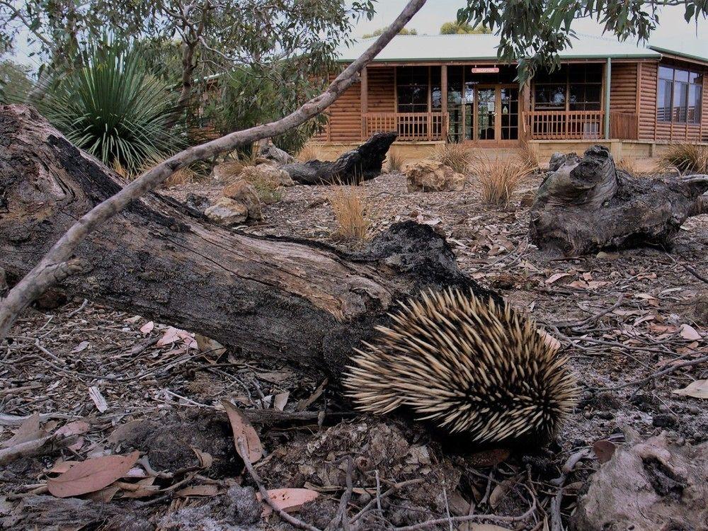Kangaroo Island Wilderness Retreat فليندرز تشيس المظهر الخارجي الصورة